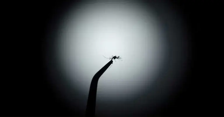 ওলবাকিয়া ব্যাকটেরিয়াবাহী মশা